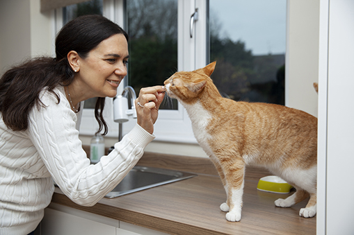 Pet Vitamins & Supplements Wholesale